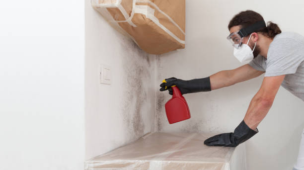 Basement Mold Remediation treatment on basement walls in Lebanon