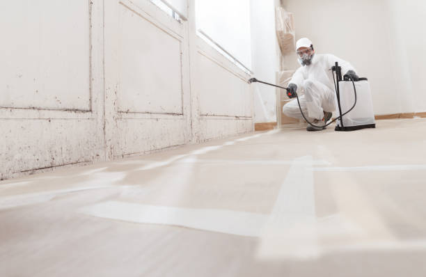 Black mold remediation team in Lebanon